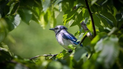 blue-jay-8075346_1920.jpg
